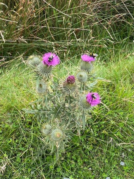 The Burrow, Langholm, Dumfries And Galloway Exteriör bild